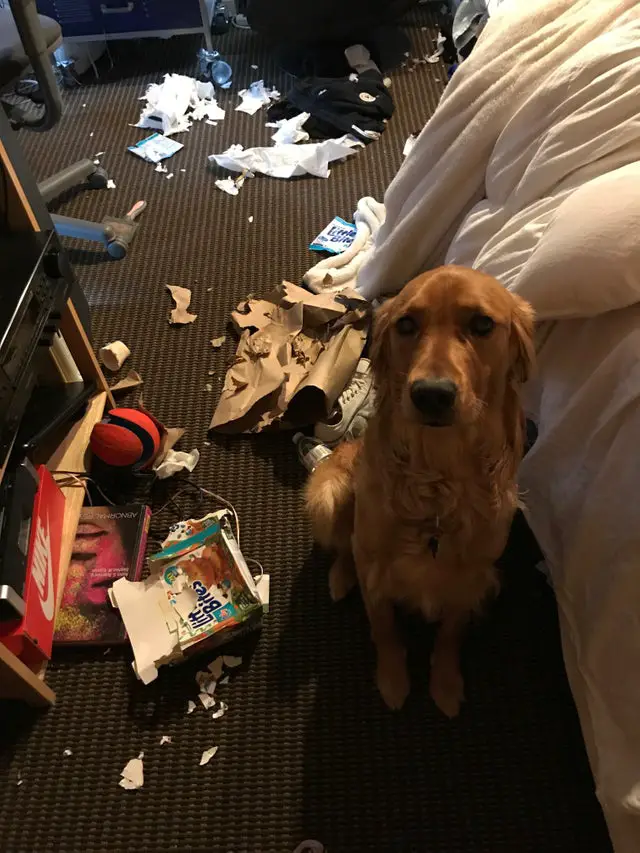 A Golden Retriever sitting on the floor with torn pieces of paper and boxes on the floor
