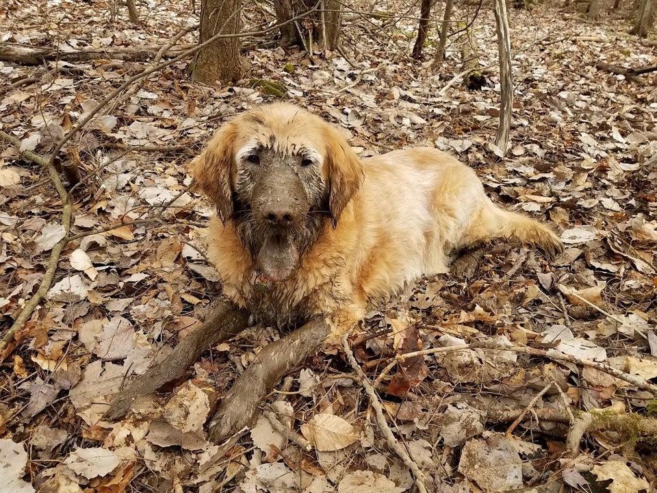 A Golden Retriever lying in the forest with mud on its face and on its legs