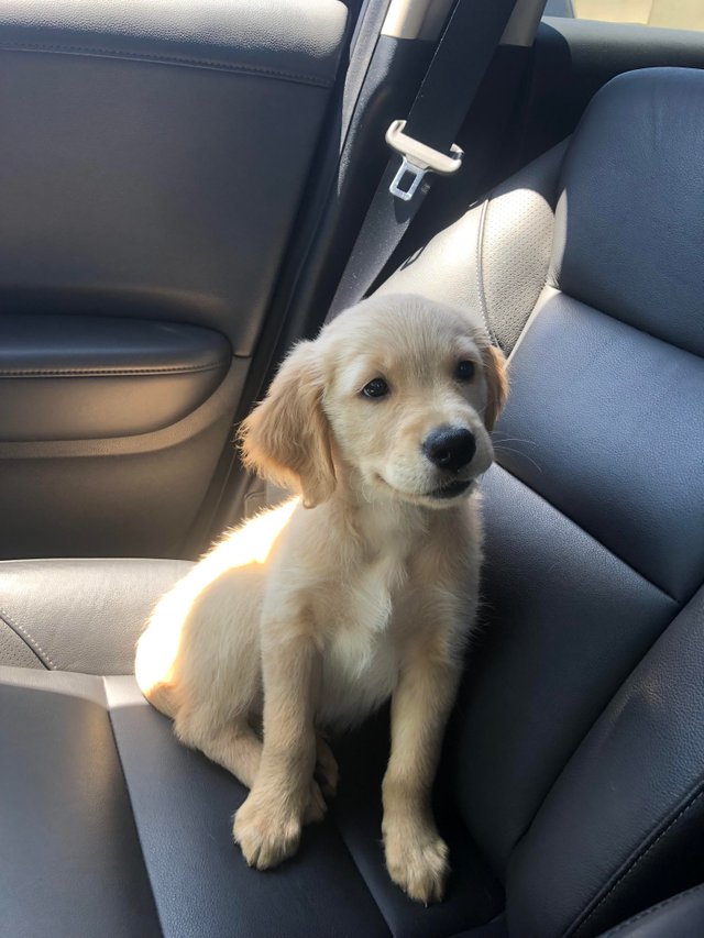 A Golden Retriever puppy sitting in the passenger seat inside the car