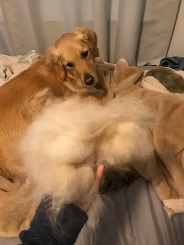 A Golden Retriever lying on the bed while staring at its shed fur in the hand of a woman