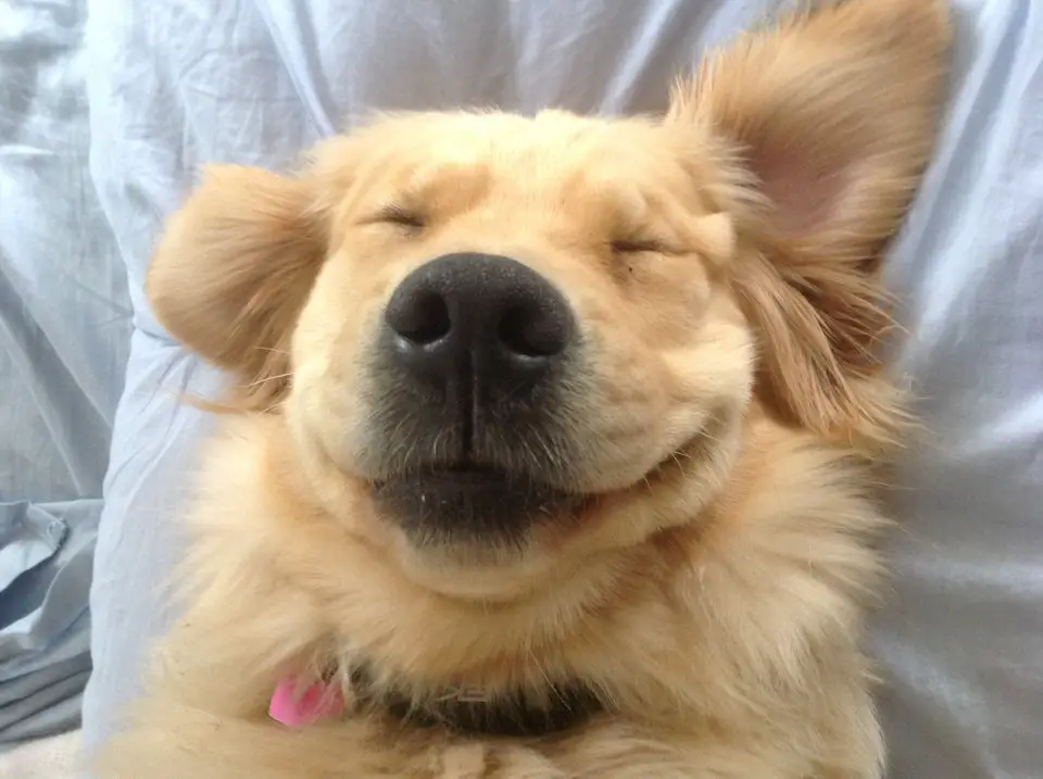 A Golden Retriever lying on the bed while smiling with its eyes close