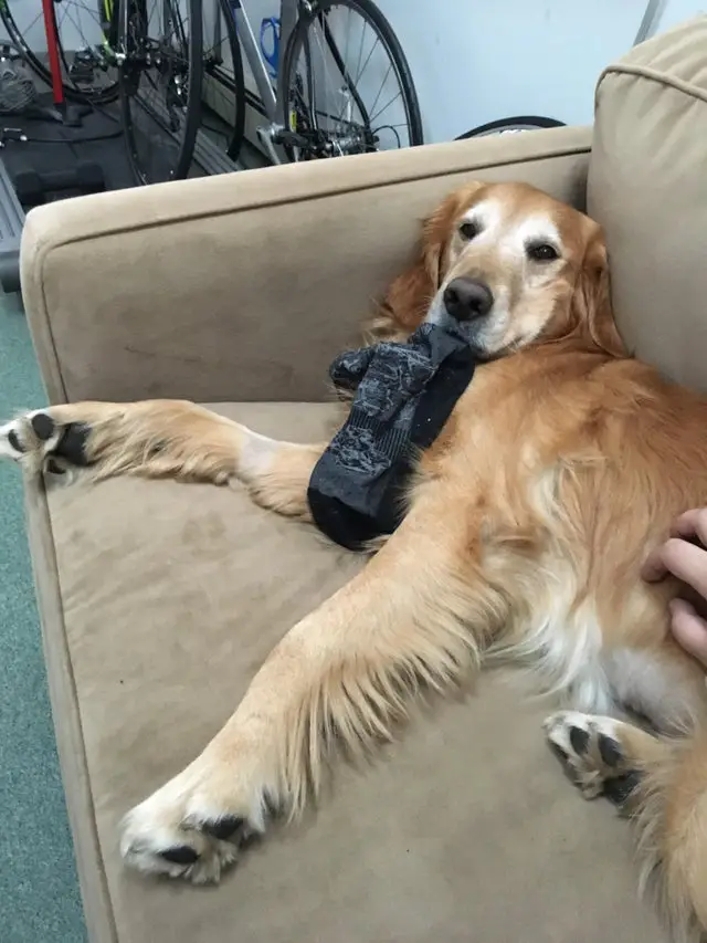 A Golden Retriever lying on the bed while holding socks in its mouth
