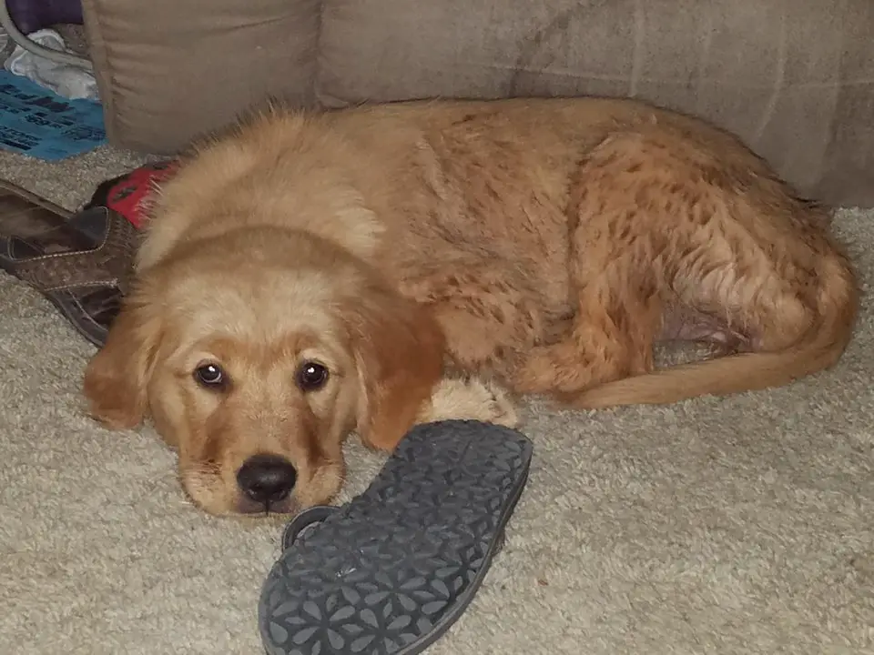 A Golden Retriever lying on the floor with slipper in front of him