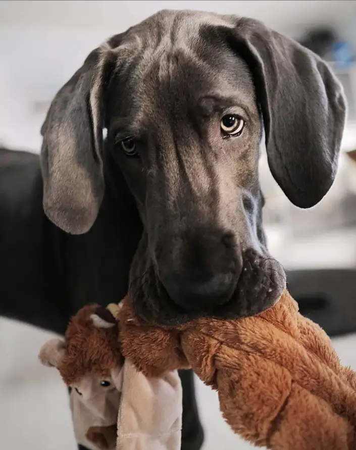 black Great Dane with a stuffed toy in its mouth