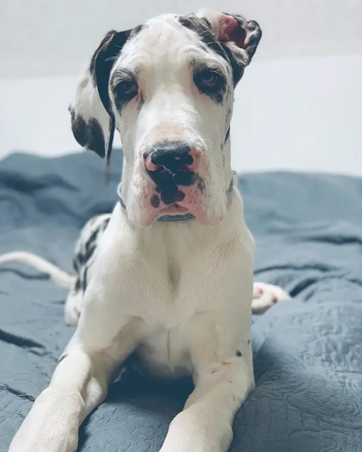 harlequin Great Dane puppy lying won on the bed with its sad face