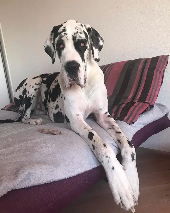 harlequin Great Dane lying down on the bed