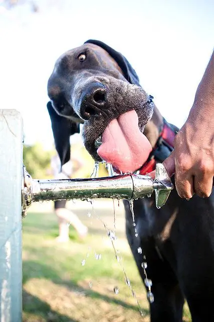 close up of a Great Dane drinking water from the faucet