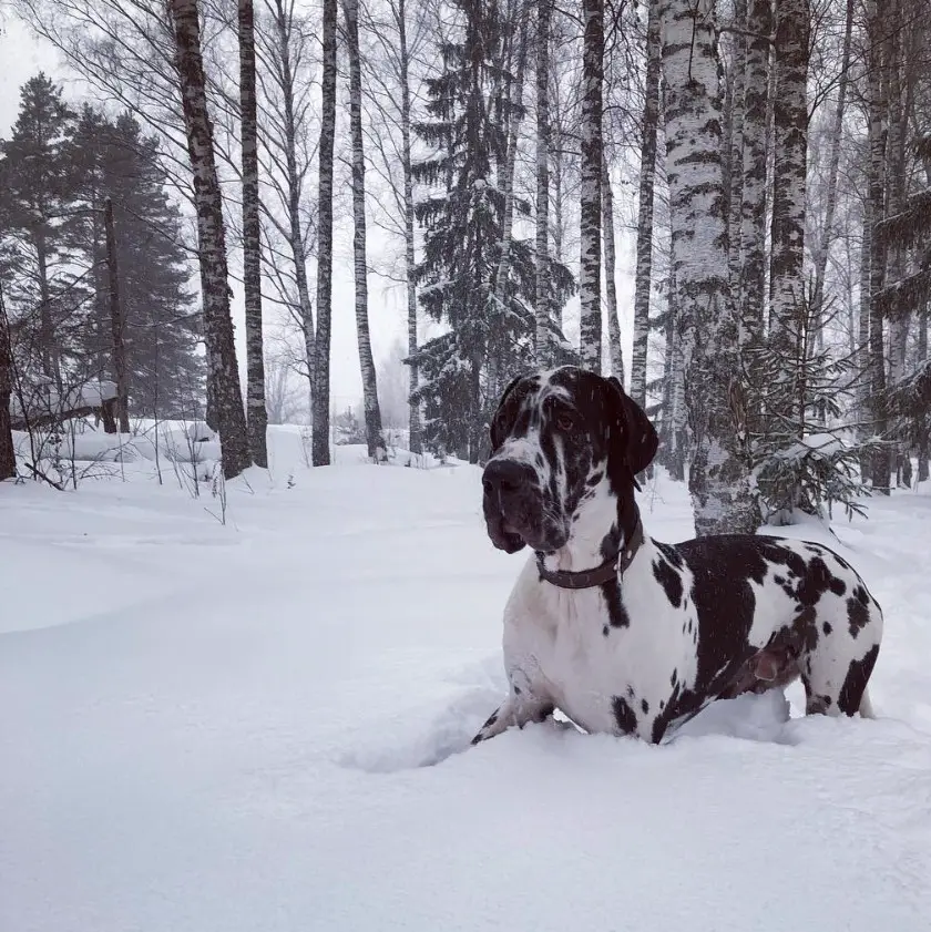 harlequin Great Dane lying down in snow at the forest
