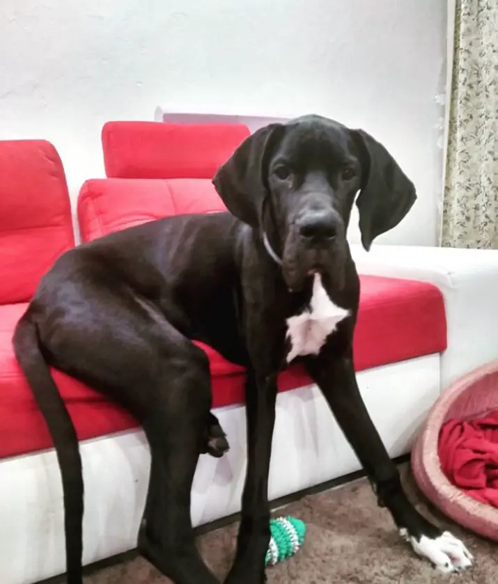 black Great Dane sitting on the couch with its hands on the floor