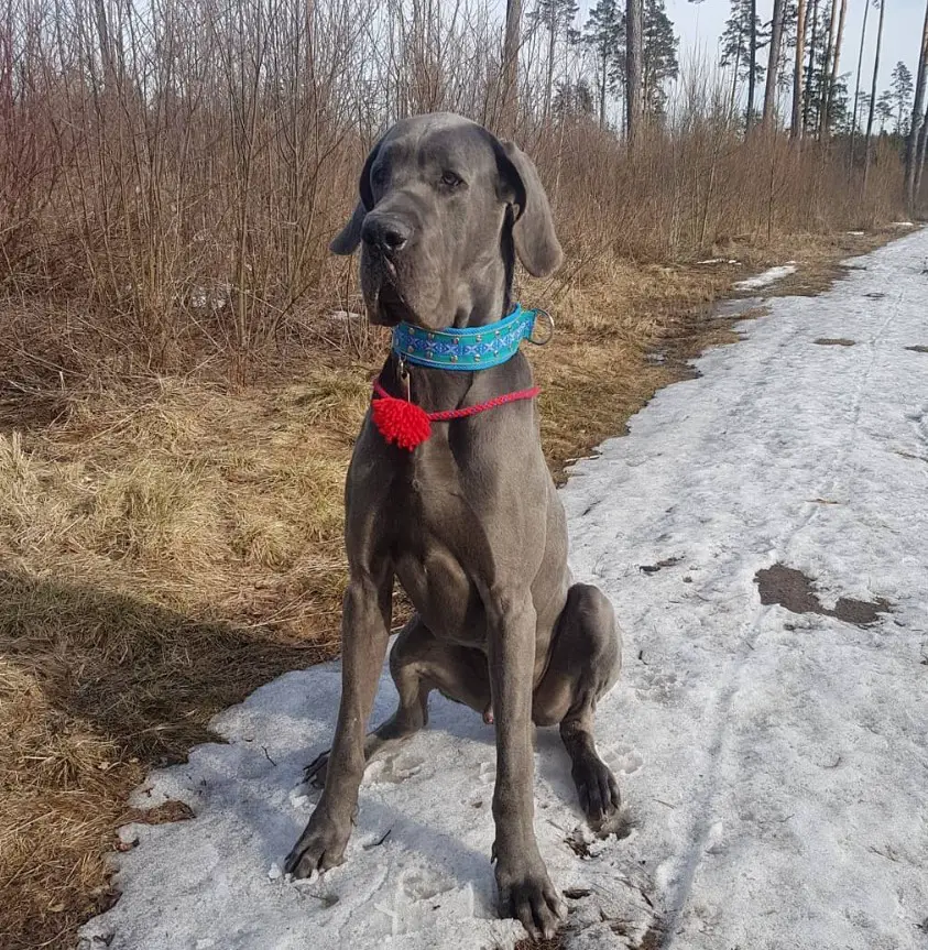 brown Great Dane sitting on the road with snow