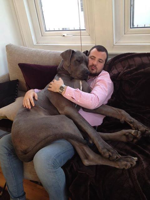 black Great Dane sitting on the lap of its owner while sleeping