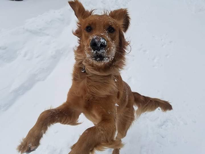 A Golden Retriever jumping in snow