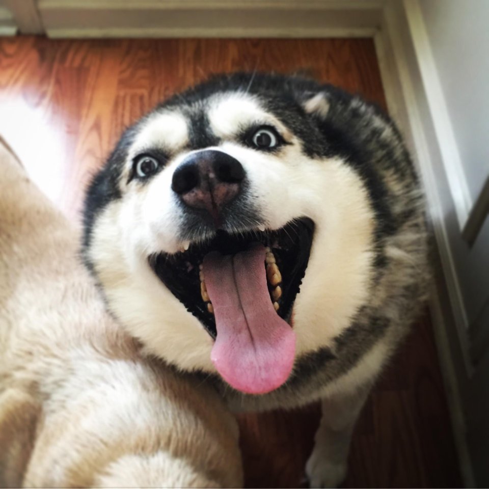 Husky dog smiling with its tongue out