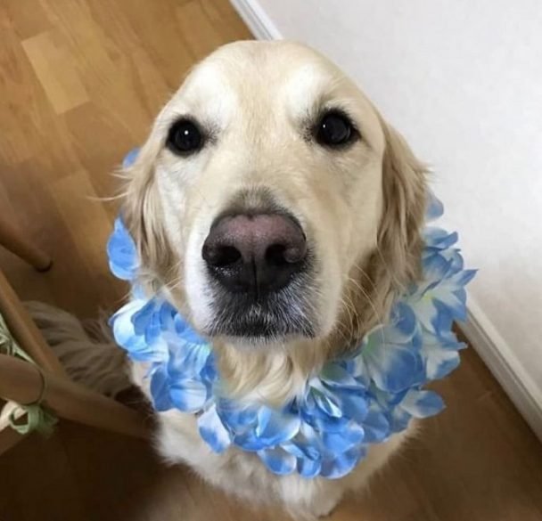 100 Hawaiian Dog Names for Female Puppies The Paws