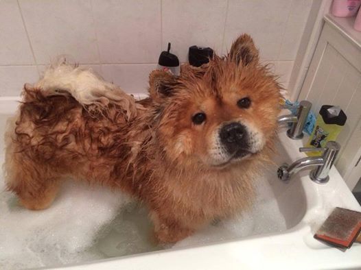 A Chow Chow taking a bath in the bathtub