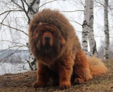 170 Huge Dog Names - The Paws