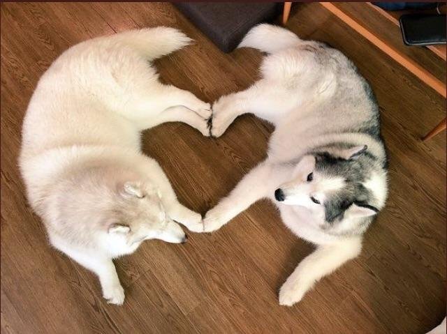 two Huskies lying on the floor with its arms and feet forming a heart shape