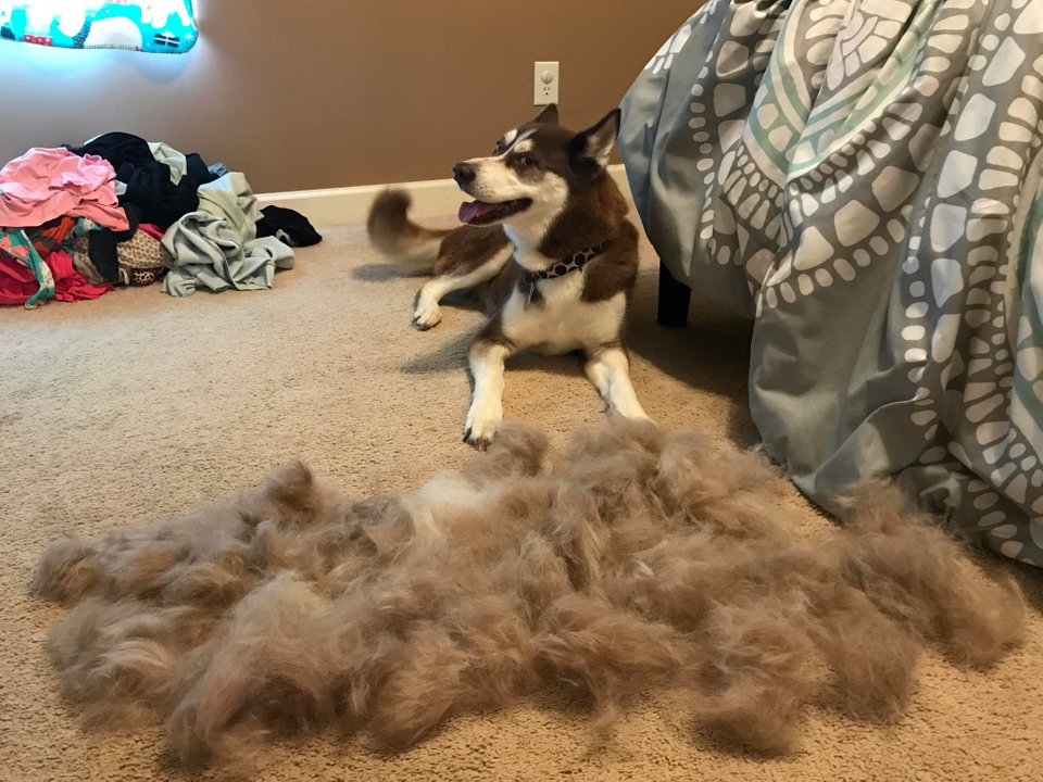 Husky lying on the floor with its shed fur