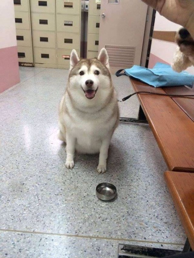 fat Husky sitting on the floor