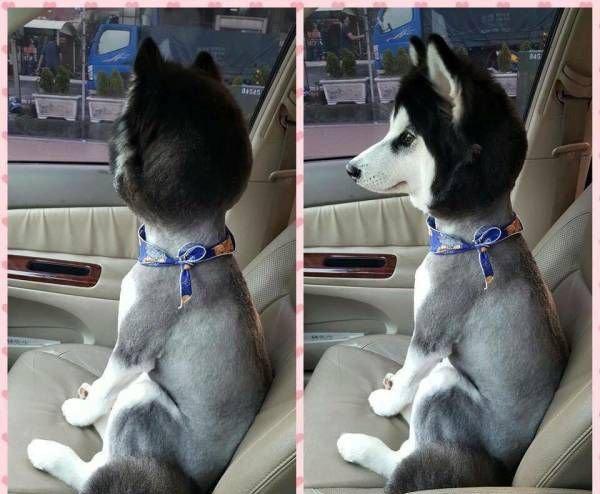 Husky dog fresh from a haircut sitting on the car seat