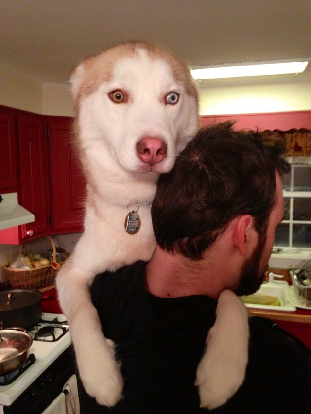 a man carrying a Husky in his arns