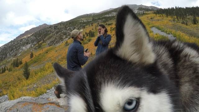 furious face of a Husky while a man is proposing to a girl on the mountain