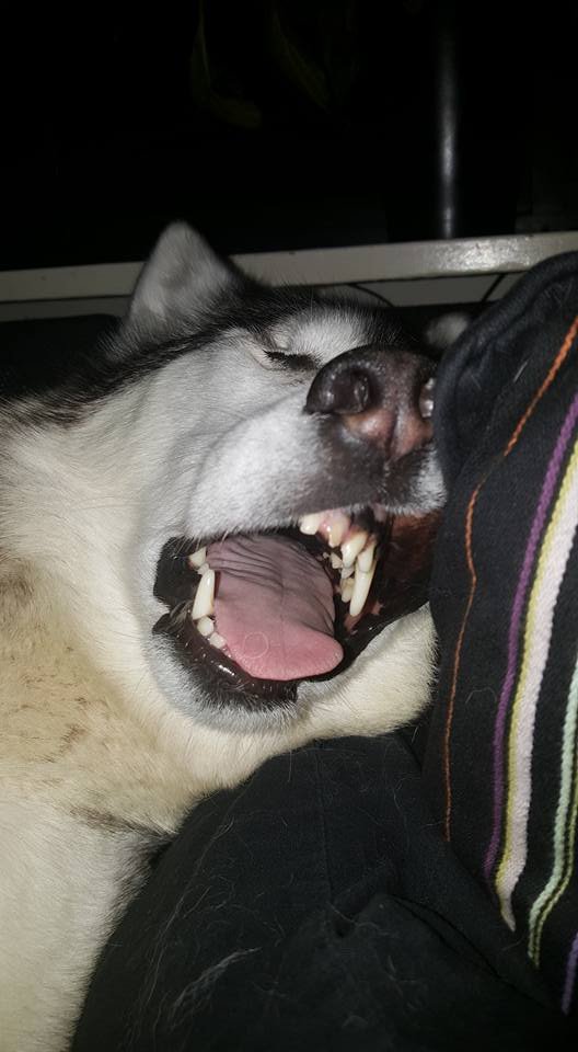 sleeping Husky with its mouth open pressing on the pillow
