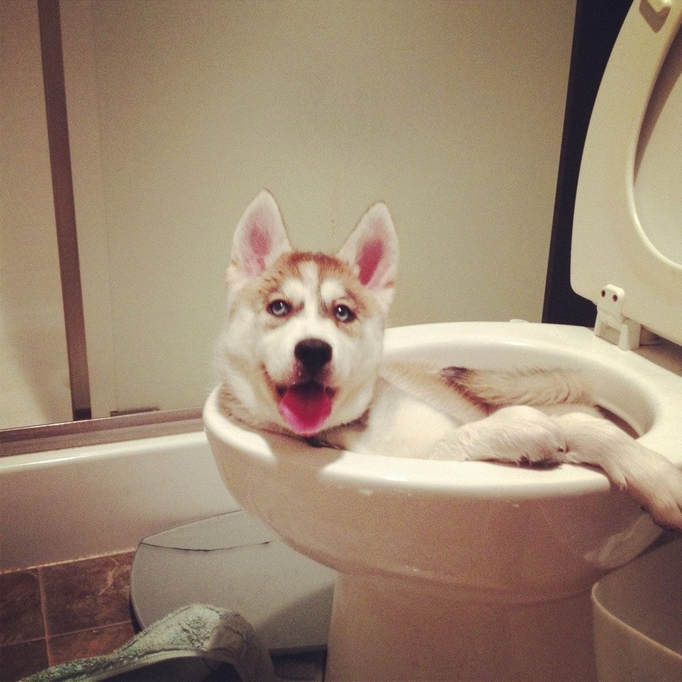 Husky puppy chilling on a toilet bowl