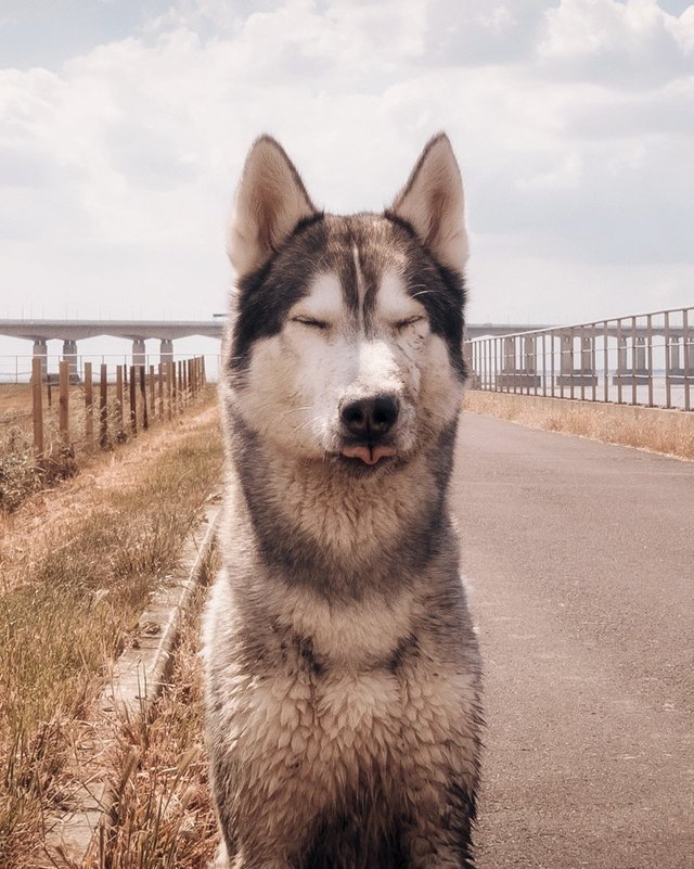 Husky dpg sitting on the road with its tongue rolled out