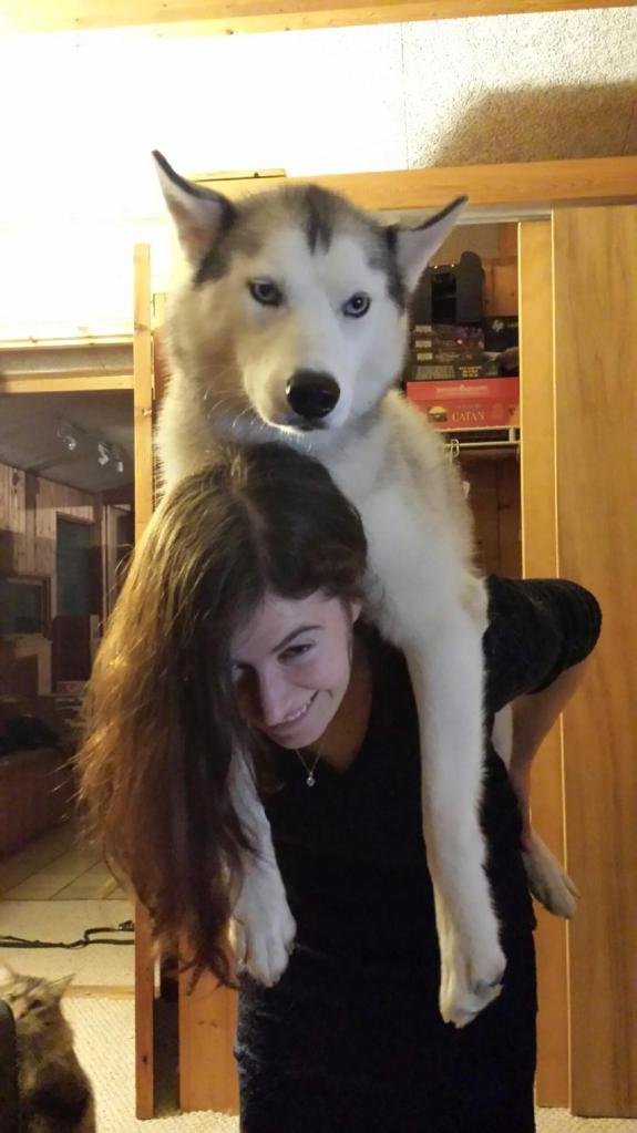 lady piggy back riding a Husky dog