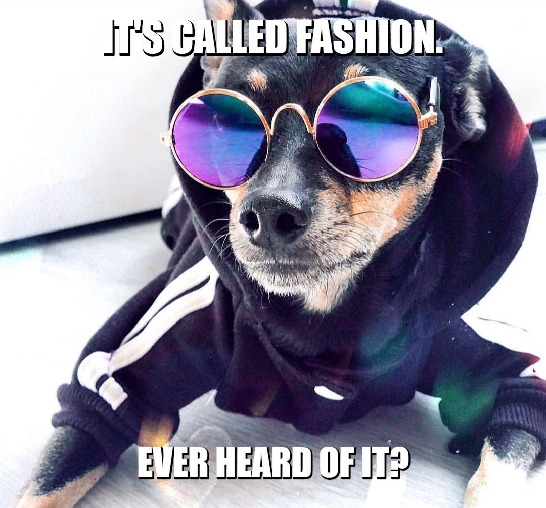 It's Called Fashion. Ever Heard of It? - The Paws