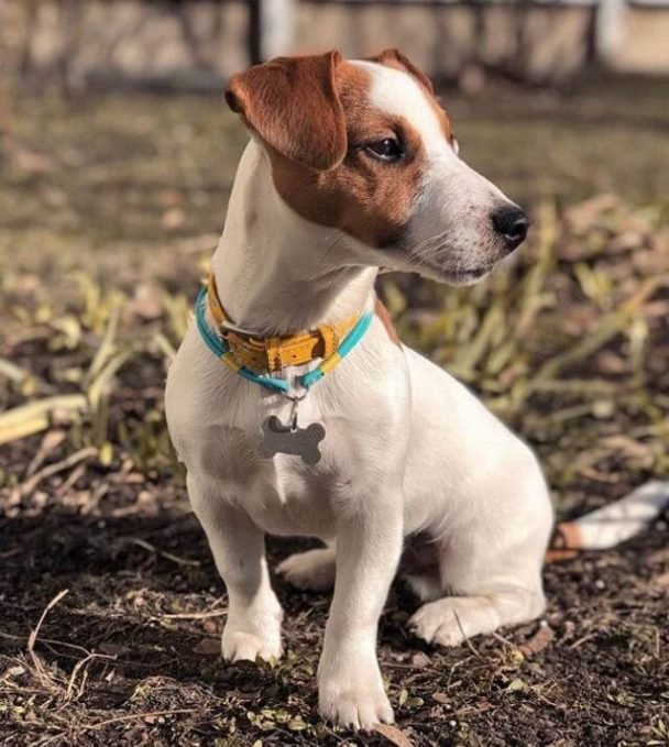 150-movie-character-names-for-dogs-the-paws