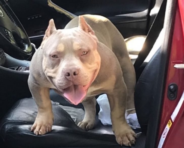 50 Muscle Car Dog Names The Paws