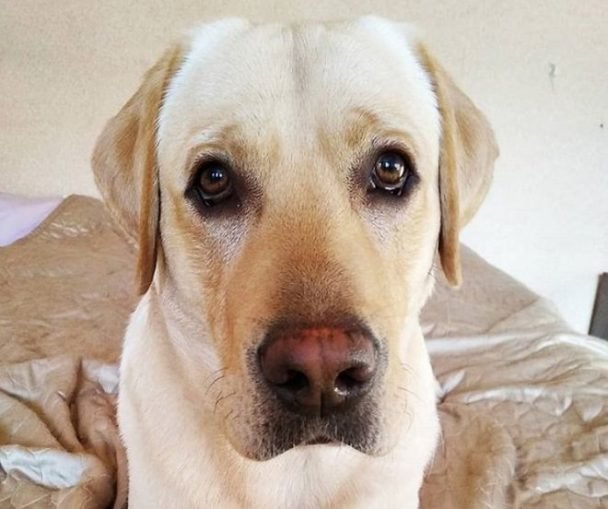 250 Old Fashioned Girl Dog Names The Paws