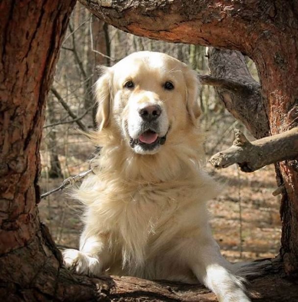 120 One Syllable Girl Dog Names The Paws
