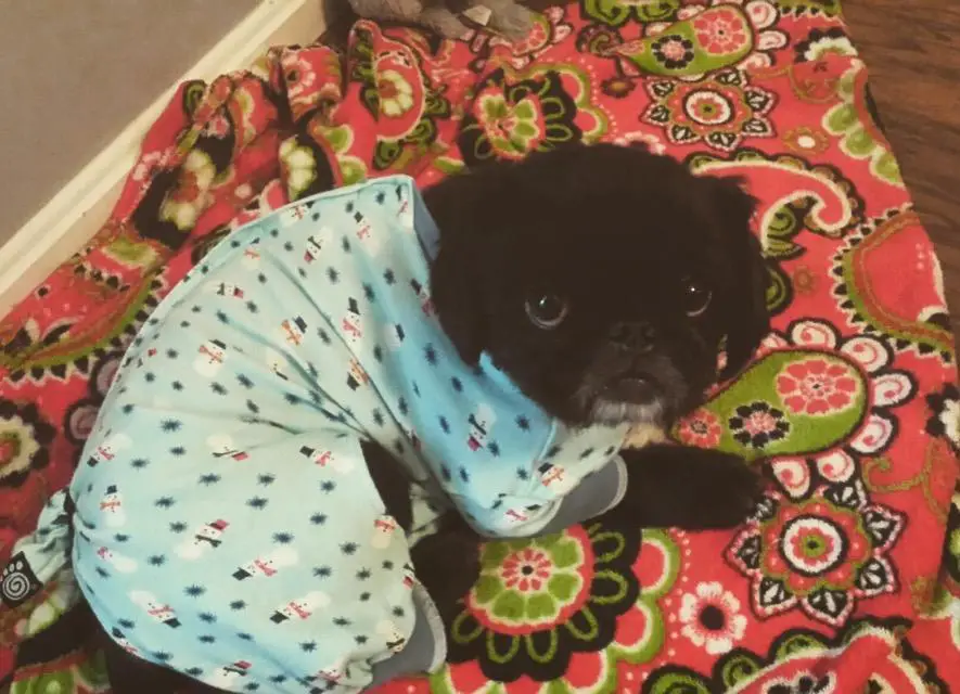 A Pekingese wearing pjs while lying on its bed