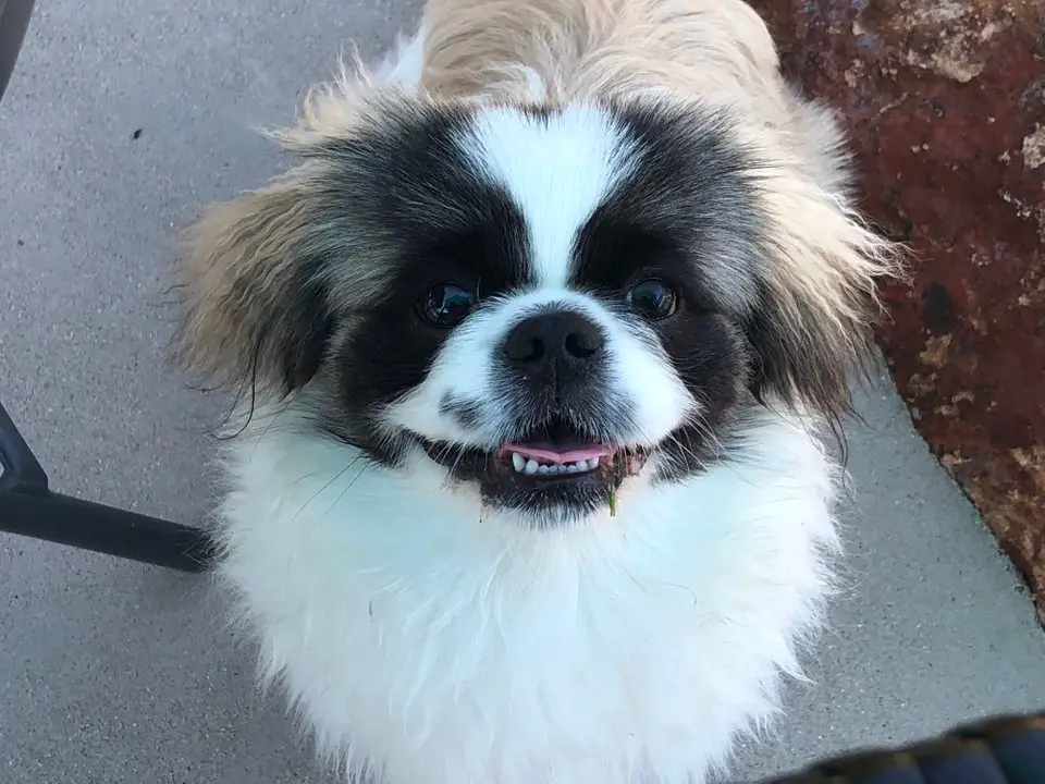 A Pekingese sitting on the pavement while smiling