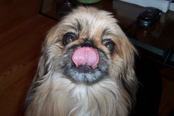 A Pekingese sitting on the floor while licking its nose