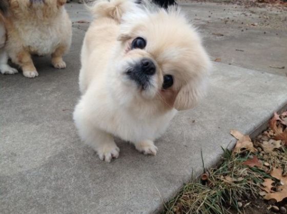 A Pekingese puppy standing on the pavement while tilting its head