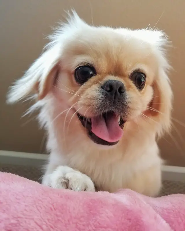 A happy Pekingese sitting on the floor with its paw on the foot of the blanket