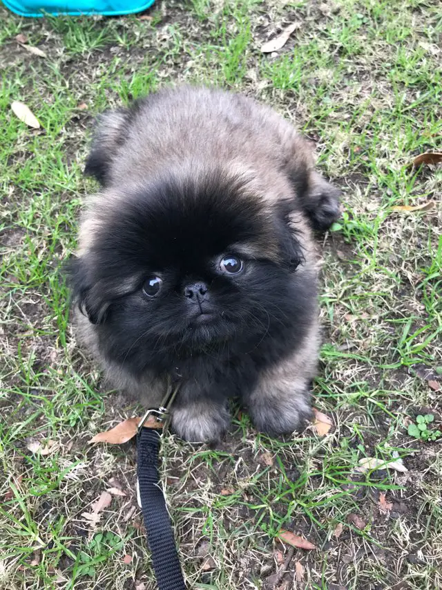 A Pekingese lying on the grass while looking up with its adorable face