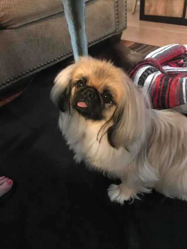 A Pekingese standing on the floor while sticking its tongue out