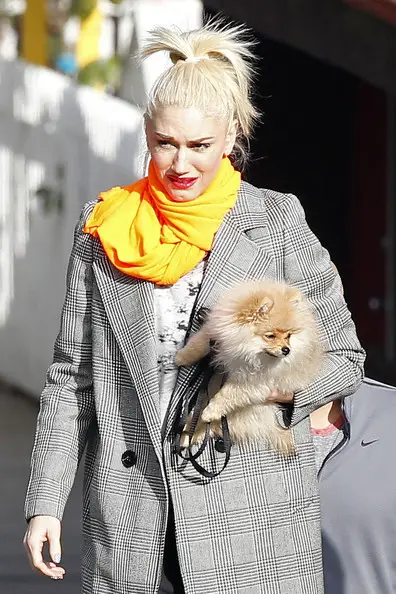 Gwen Stefani carrying her Pomeranian