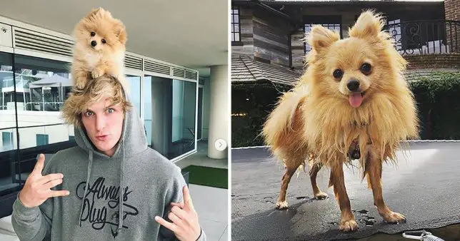 collage photo of Logan Paul with his Pomeranian on top of its head and a solo photo of his Pomeranian with its feet wet