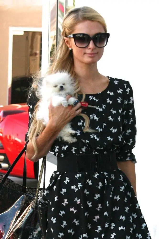 Paris Hilton walking while holding her white Pomeranian puppy