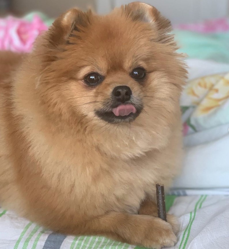 A Pomeranian lying on the bed while licking its mouth