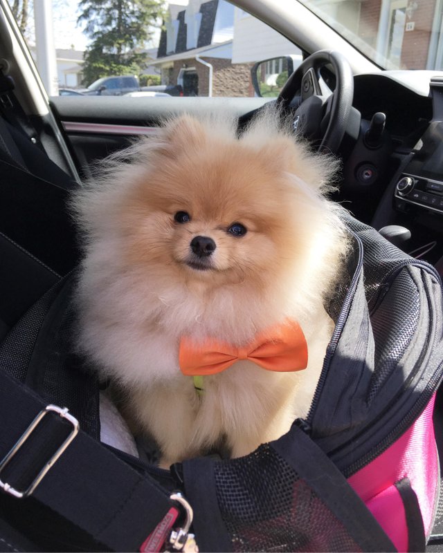 A Pomeranian sitting inside the back on top of the passenger seat inside the car