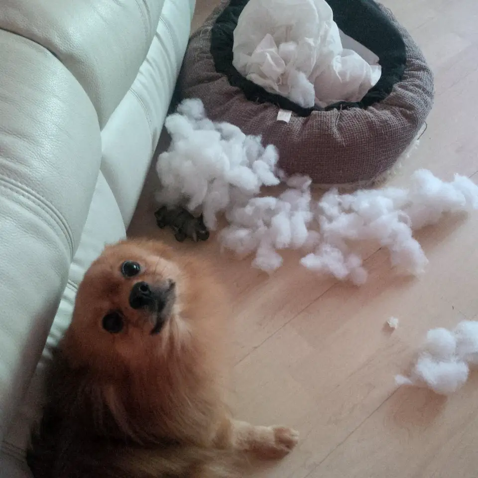 A Pomeranian sitting on the floor with foam fillers from the torn bed in front of him