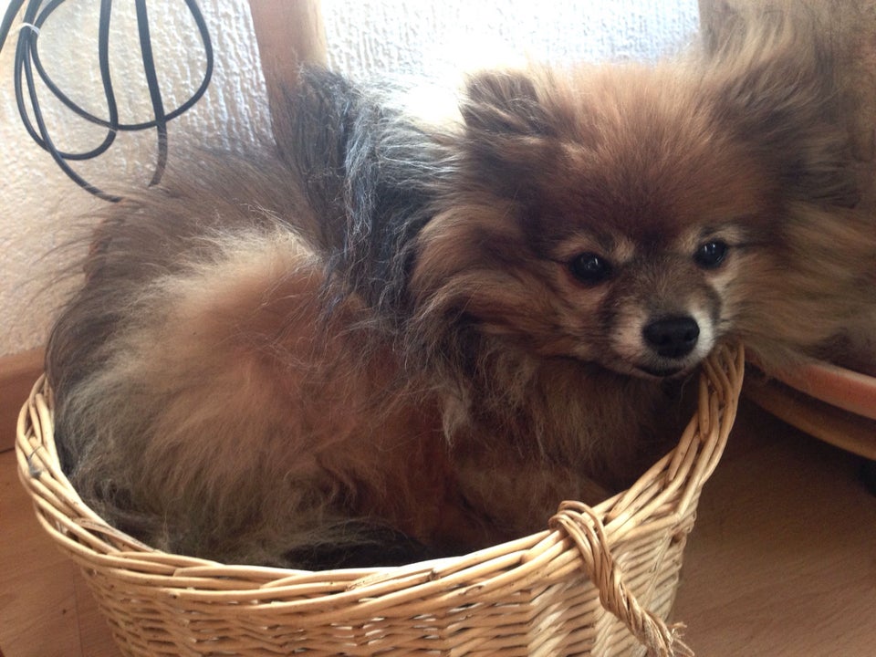 A Pomeranian lying inside a wicker basket
