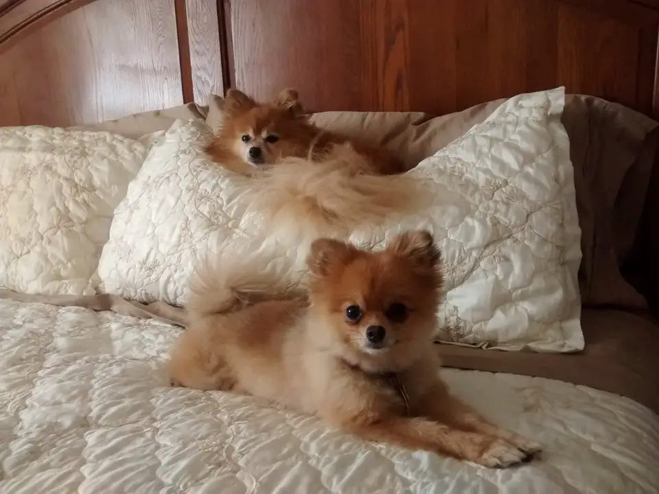two Pomeranian lying on the bed